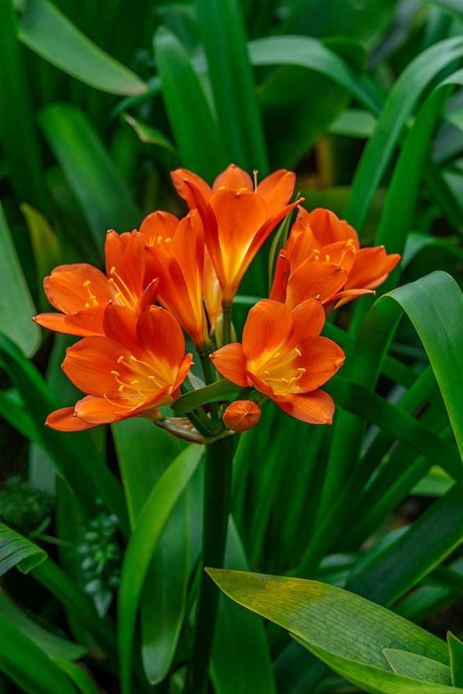 Orange Clivia